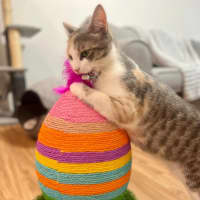 Photo of Willow   Located In Doreen