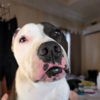 Photo of Jericho
