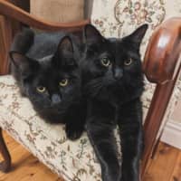 Photo of Marmalade And Shadow Fax