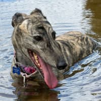 Photo of Asparagus The Greyhound