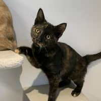 Photo of Veruca
