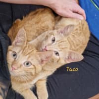 Photo of Nacho (& Taco)