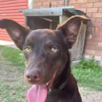 Photo of Gus