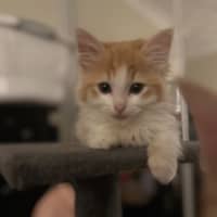 Photo of Mozzarella 
