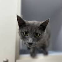 Photo of Vesper