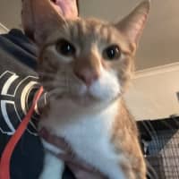 Photo of Ginja Ninja 🥷 