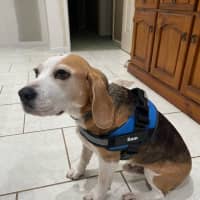 Photo of Charlie & Sam   7 Year Old Beagles