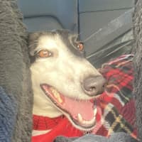 Photo of Betsy, The Cat Friendly Greyhound
