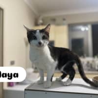 Photo of Maya   Sweet And Shy