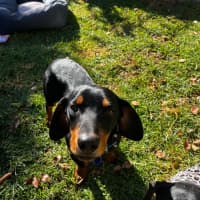 Photo of Rooster   9 Month Old Dachshund X Kelpie