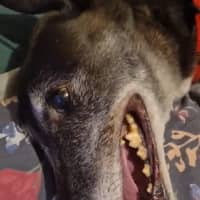 Photo of Vinnie
