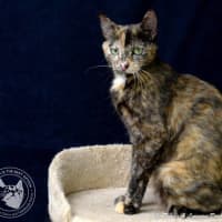 Photo of Eagless And Weston