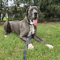 Photo of Ivan (68701)