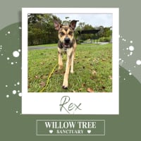 Photo of Rex