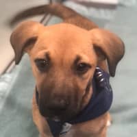 Photo of Luna