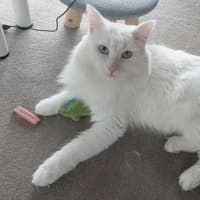 Photo of Purrcy