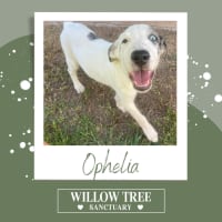 Photo of Ophelia