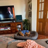 Photo of Arnold, The Greyhound