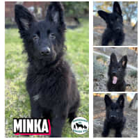 Photo of Minka 