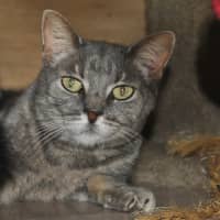 Photo of Misty