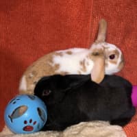 Photo of Alfie & Honey