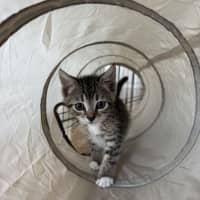 Photo of Jackson   Available 5/1/2026