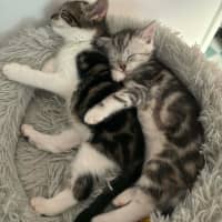 Photo of Cleo Meet Me@Petstock Carrum Downs Store