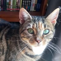 Photo of Nutmeg Sta012162