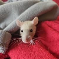 Photo of Rosie