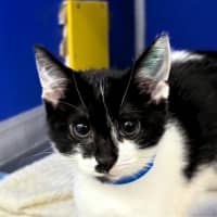Photo of Smudge