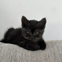 Photo of Ringo 