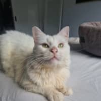 Photo of Snowball