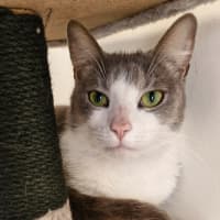 Photo of C1350 Scout