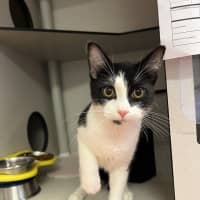 Photo of Casper