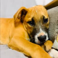 Photo of 🧡 Rusty 🧡