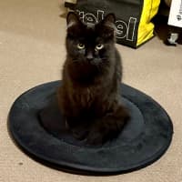 Photo of Liquorice Six