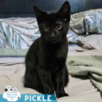 Photo of Pickle