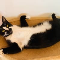 Photo of Fatty