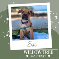 Photo of Evie