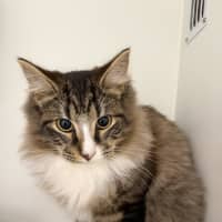 Photo of Waffles