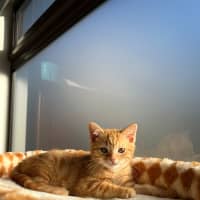 Photo of Sesame