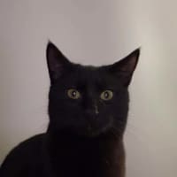 Photo of Pie