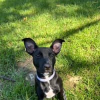 Photo of Milo