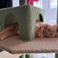 Photo of Juno