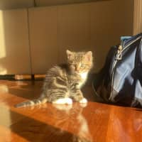 Photo of Rolo