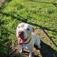 Photo of Romeo