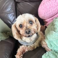 Photo of Noodle