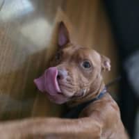 Photo of Shadow   7 Year Old Staffy X