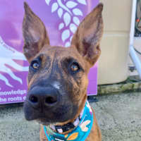 Photo of D1134 Jazzy