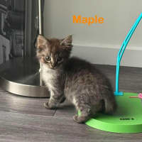 Photo of Maple **2nd Chance Cat Rescue**